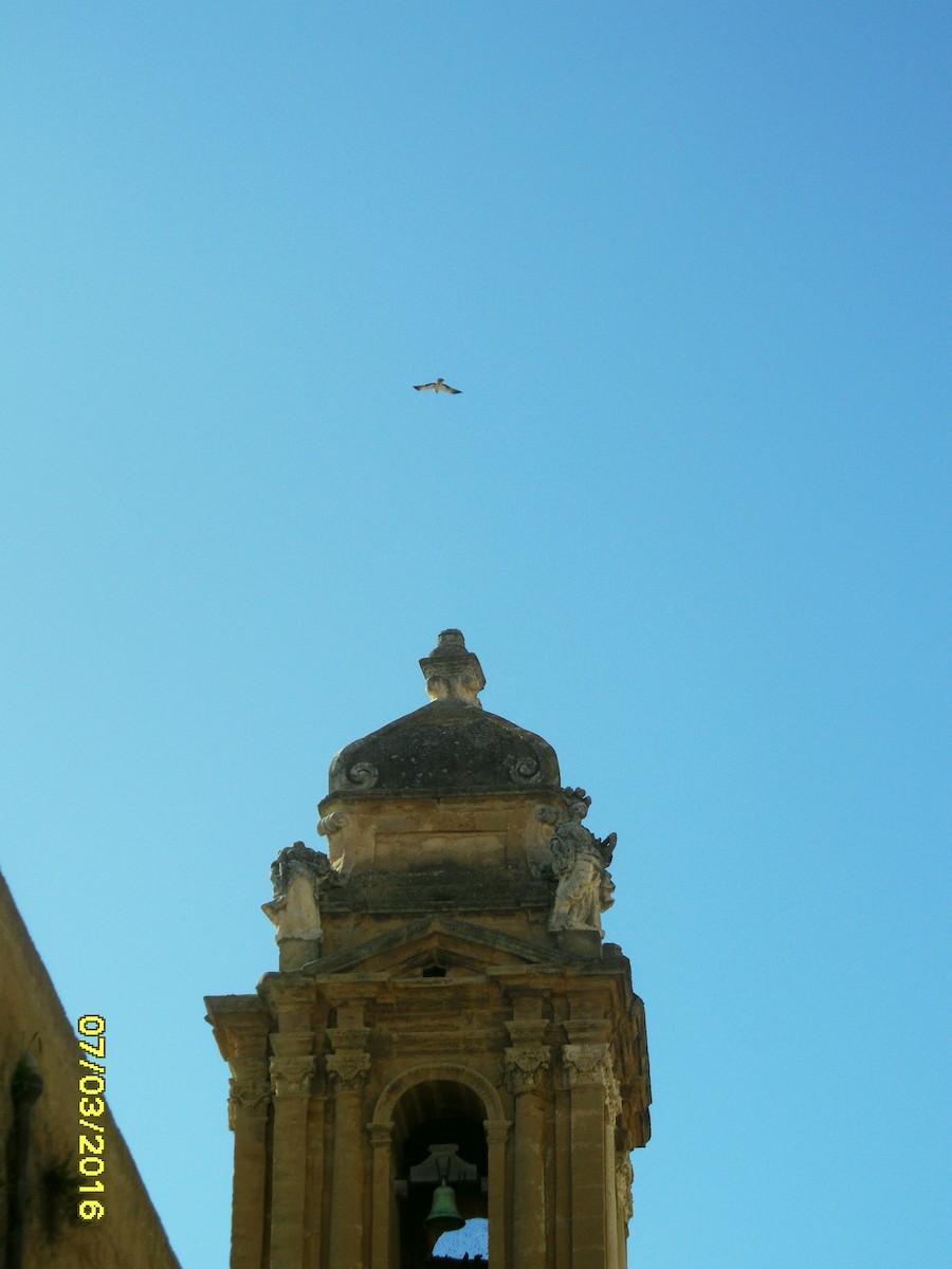 Орел-карлик малий - ML646794548