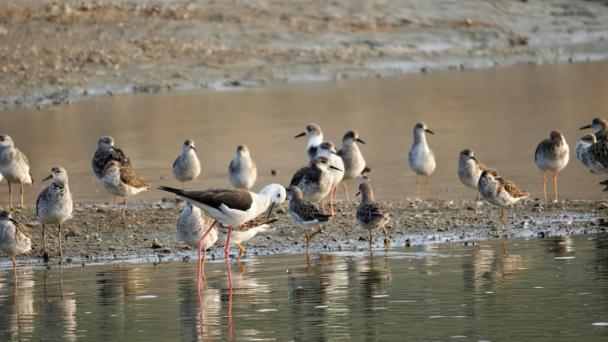 Échasse blanche - ML646794556