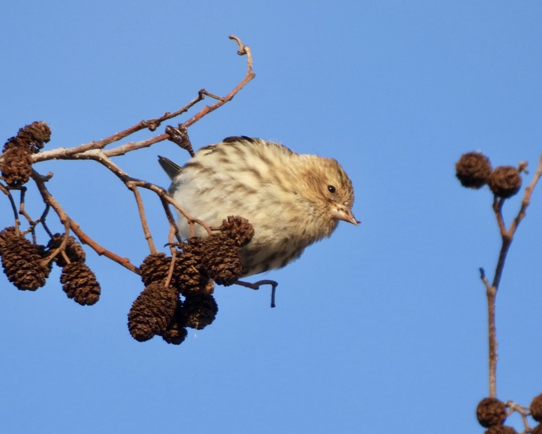 Pine Siskin - ML646794558