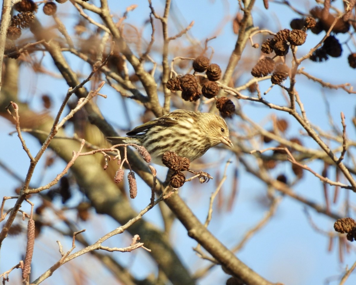Pine Siskin - ML646794559