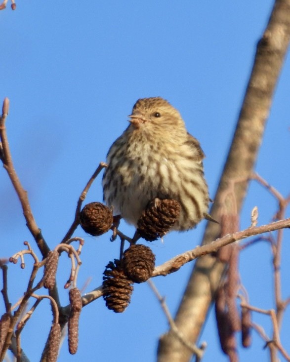 Pine Siskin - ML646794560