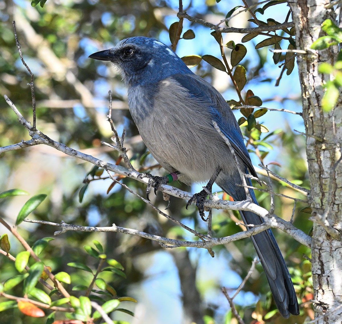 フロリダカケス - ML646794562