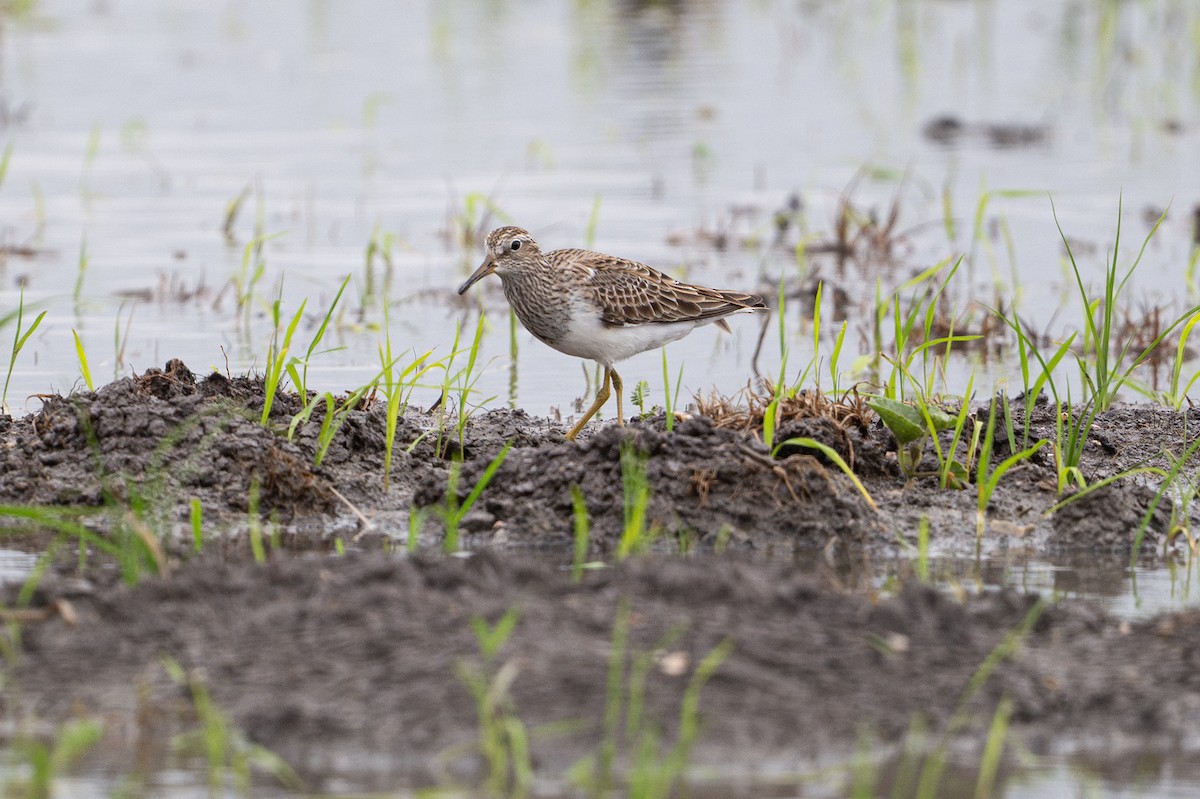 Pectoral Sandpiper - ML646794563