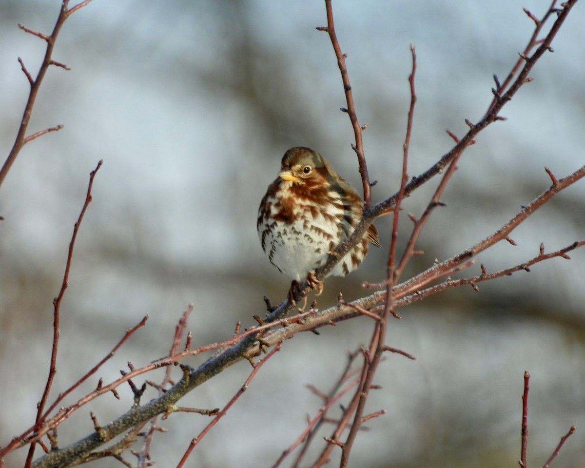 strnadec kaštanový - ML646794564