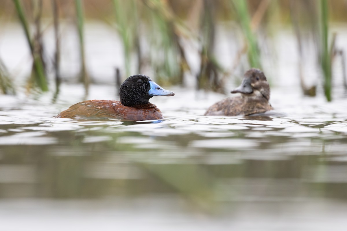Lake Duck - ML646794570