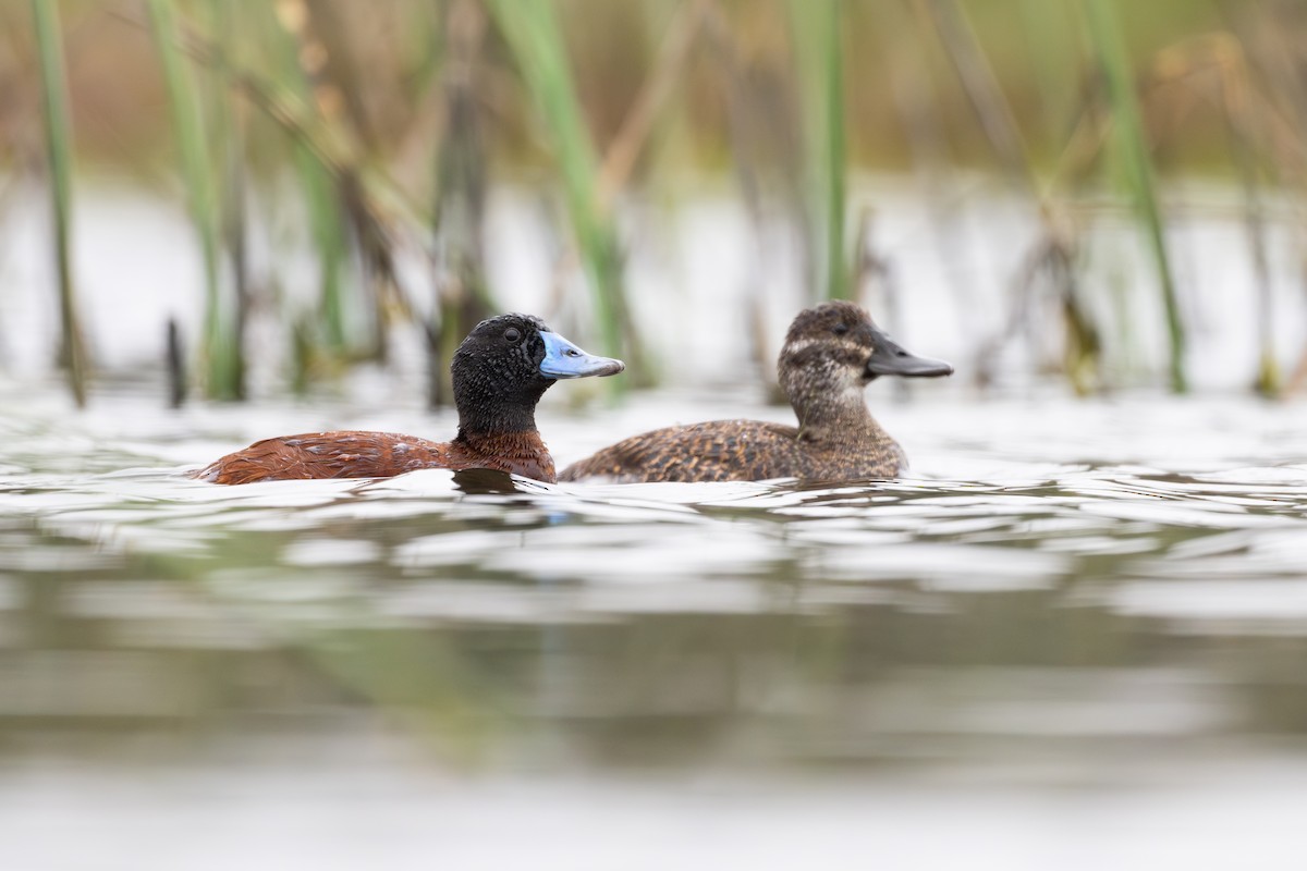 Lake Duck - ML646794572