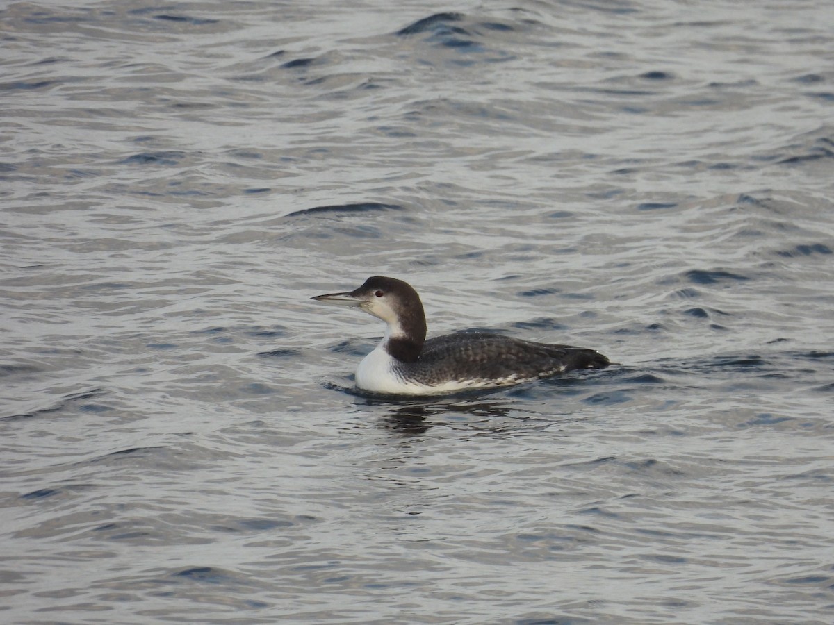 Common Loon - ML646794576