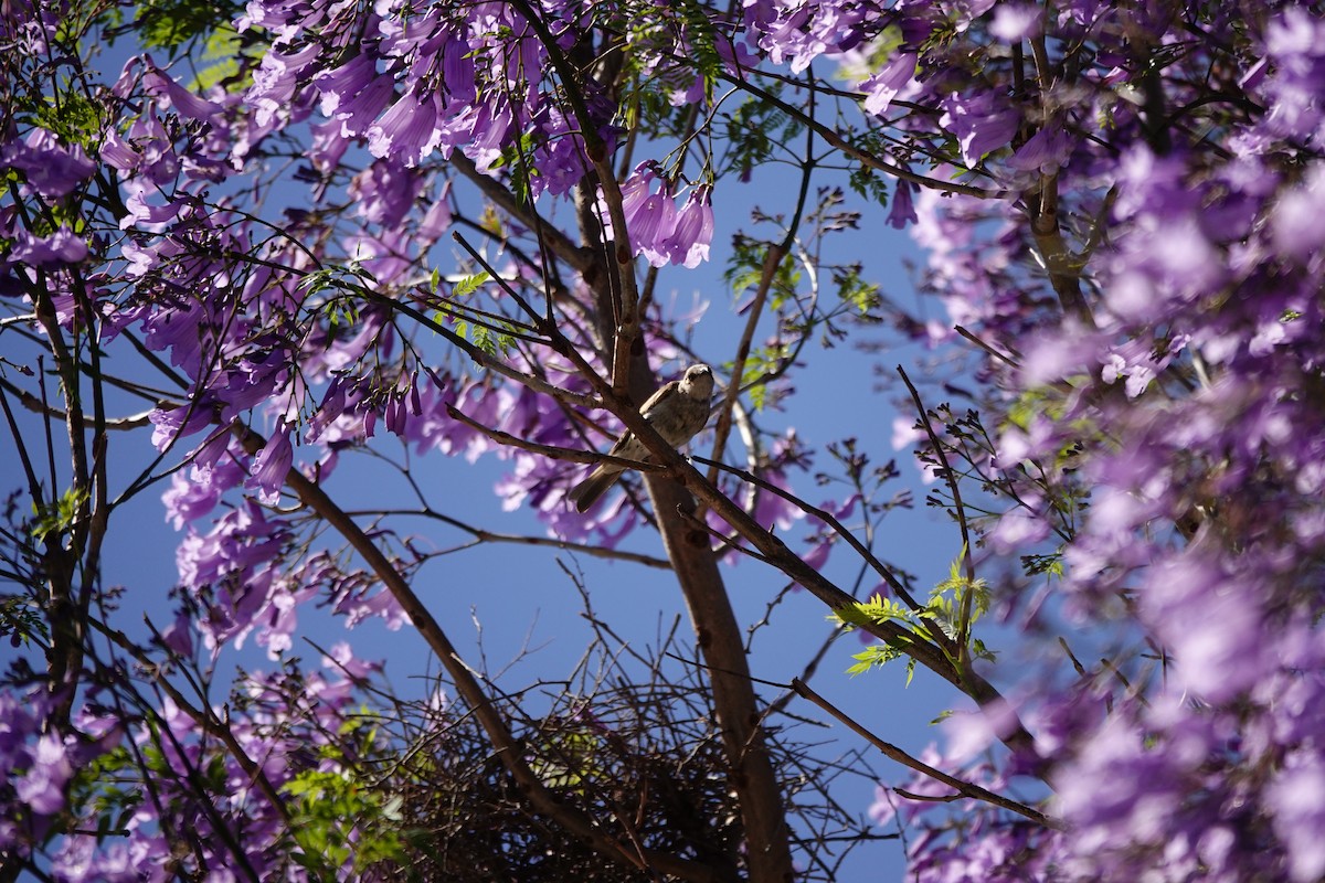 Brown Honeyeater - ML646794578