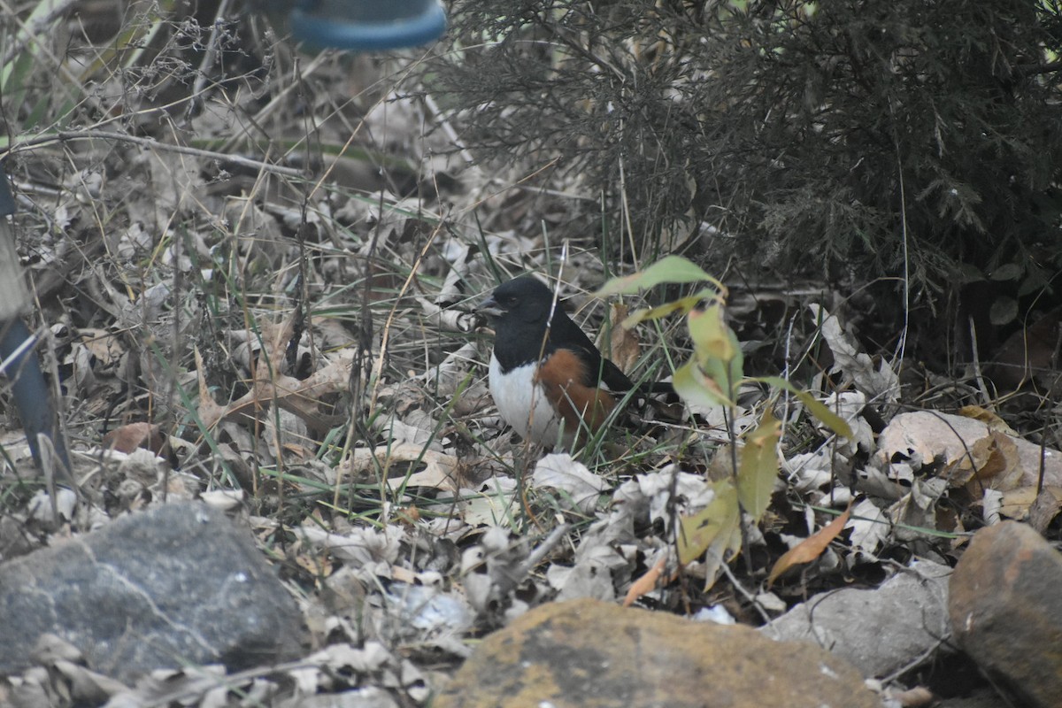 Toquí Flanquirrufo - ML646794581