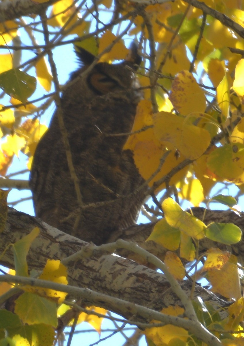 Great Horned Owl - ML646794583