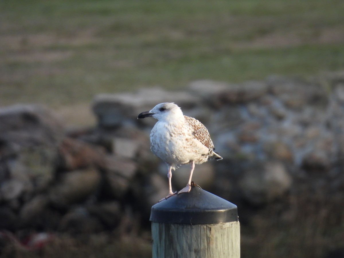Great Black-backed Gull - ML646794590