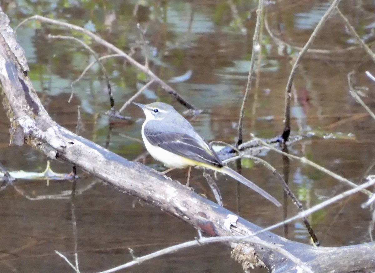 Gray Wagtail - ML646794593