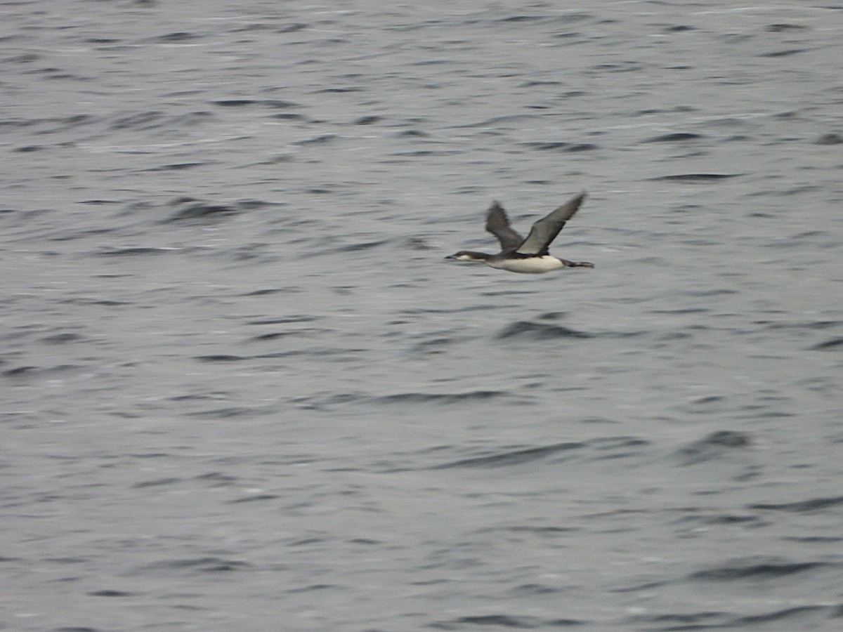 Arctic Loon - ML646794597