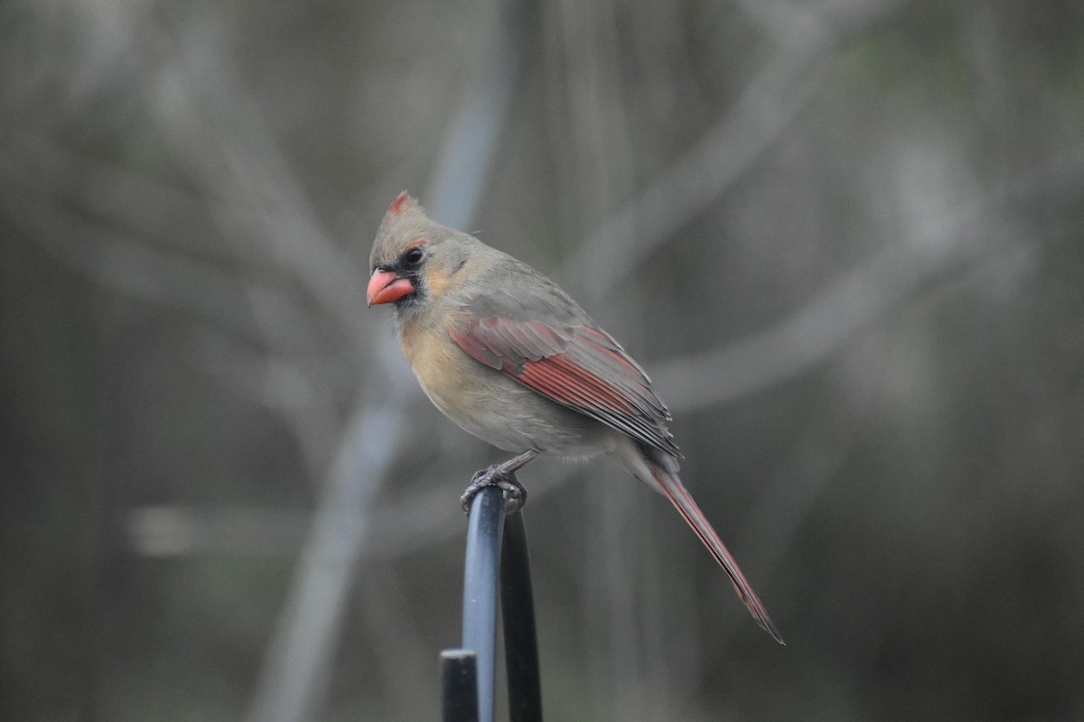 Cardenal Norteño - ML646794600