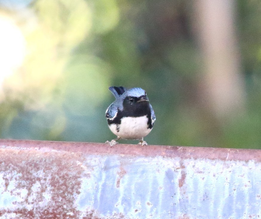 Black-throated Blue Warbler - ML646794601