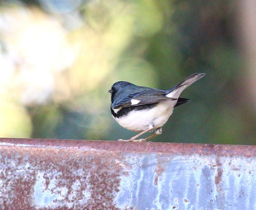 Black-throated Blue Warbler - ML646794604