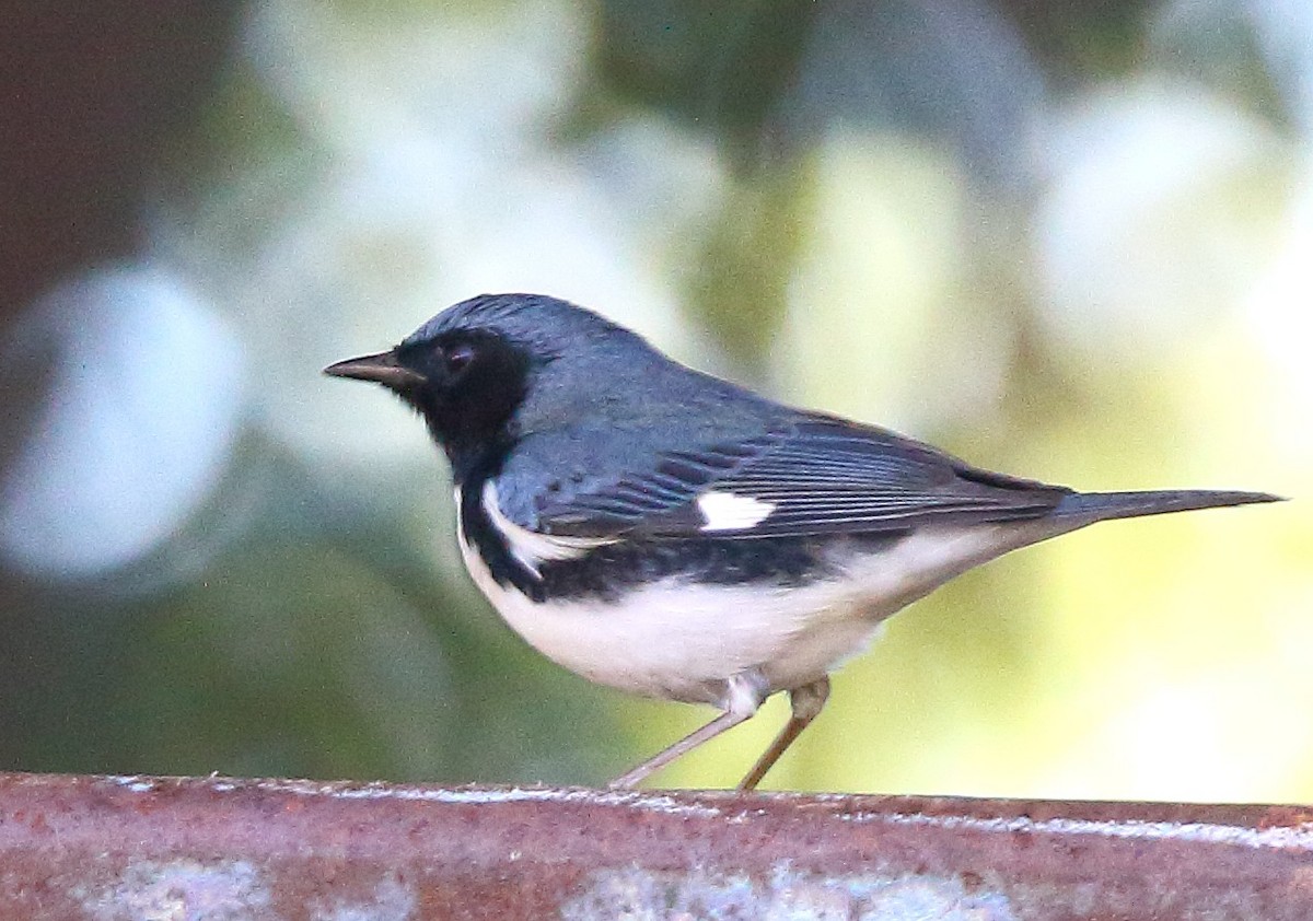 Black-throated Blue Warbler - ML646794605