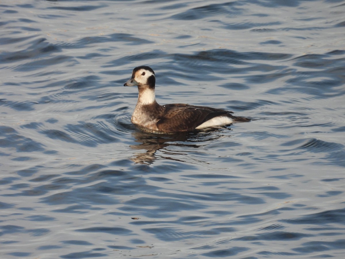 Long-tailed Duck - ML646794607