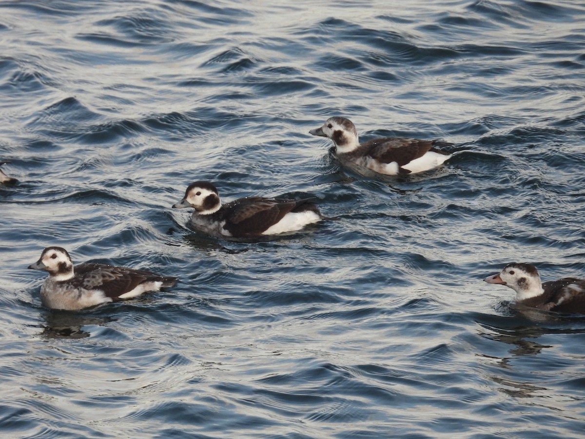 Long-tailed Duck - ML646794608