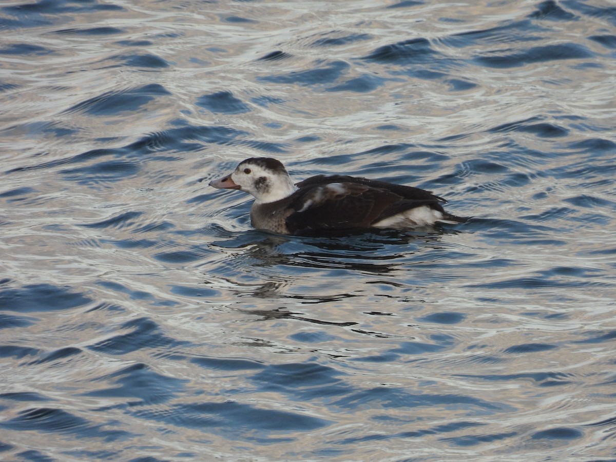 Long-tailed Duck - ML646794609