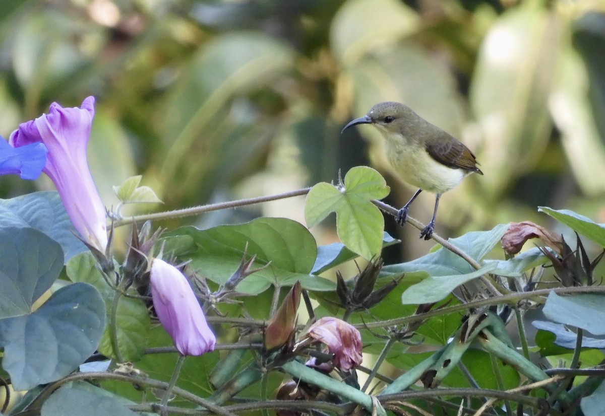 Crimson-backed Sunbird - ML646794617