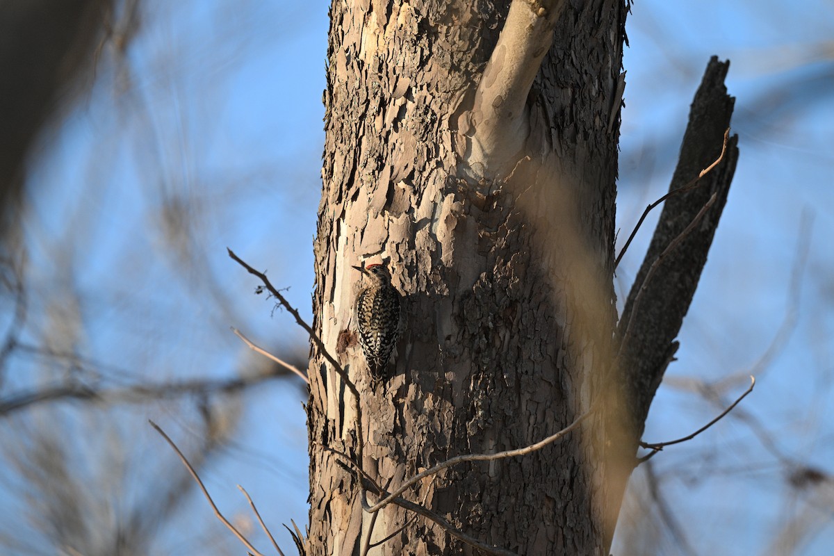 Yellow-bellied Sapsucker - ML646794618