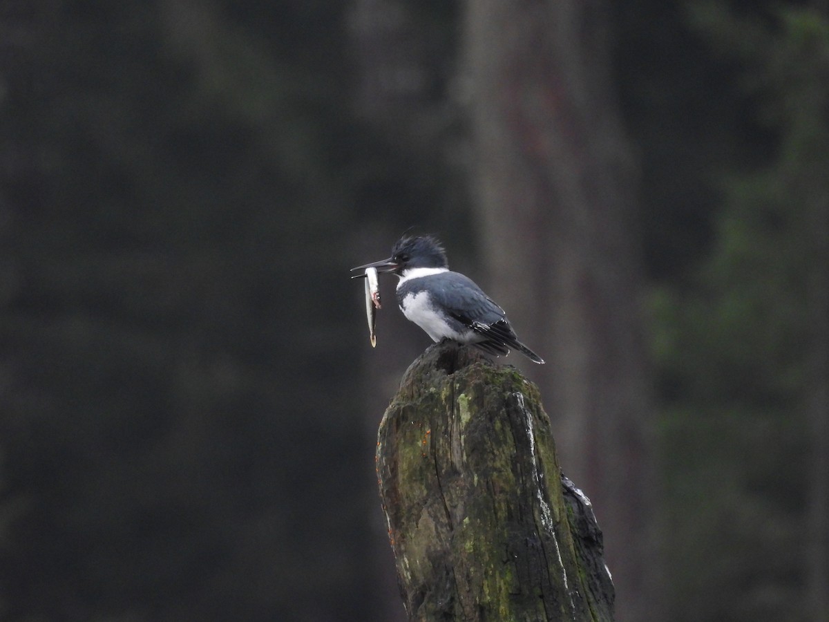 Рибалочка-чубань північний - ML646794619