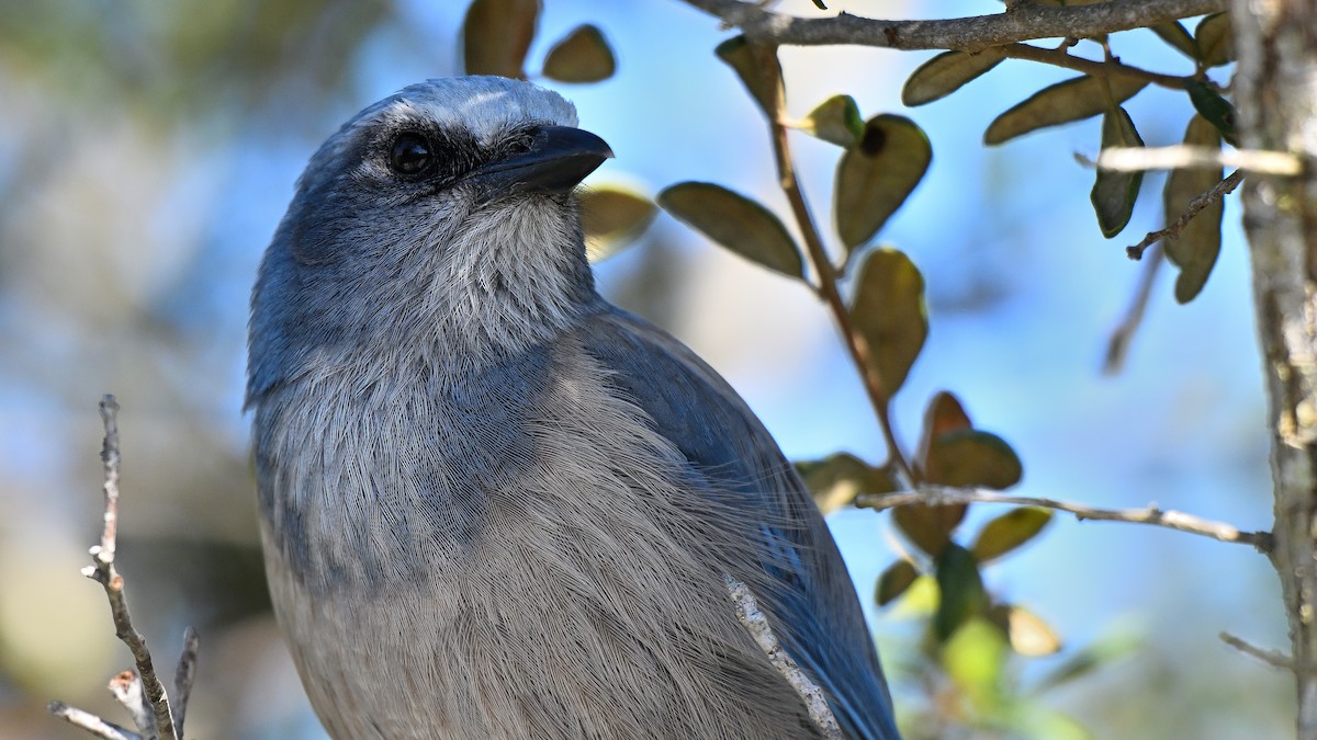 フロリダカケス - ML646794620