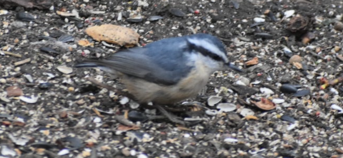 Trepador Canadiense - ML646794621