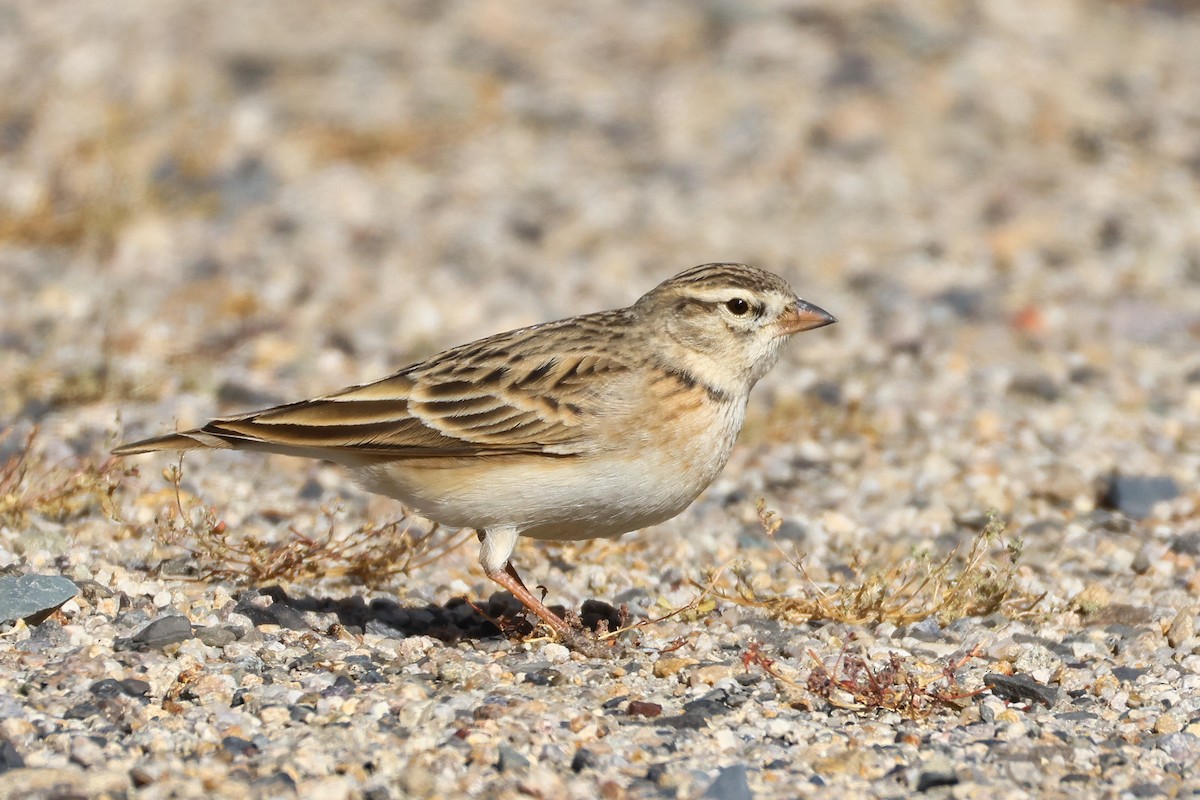 עפרונן קצר-אצבעות - ML646794630