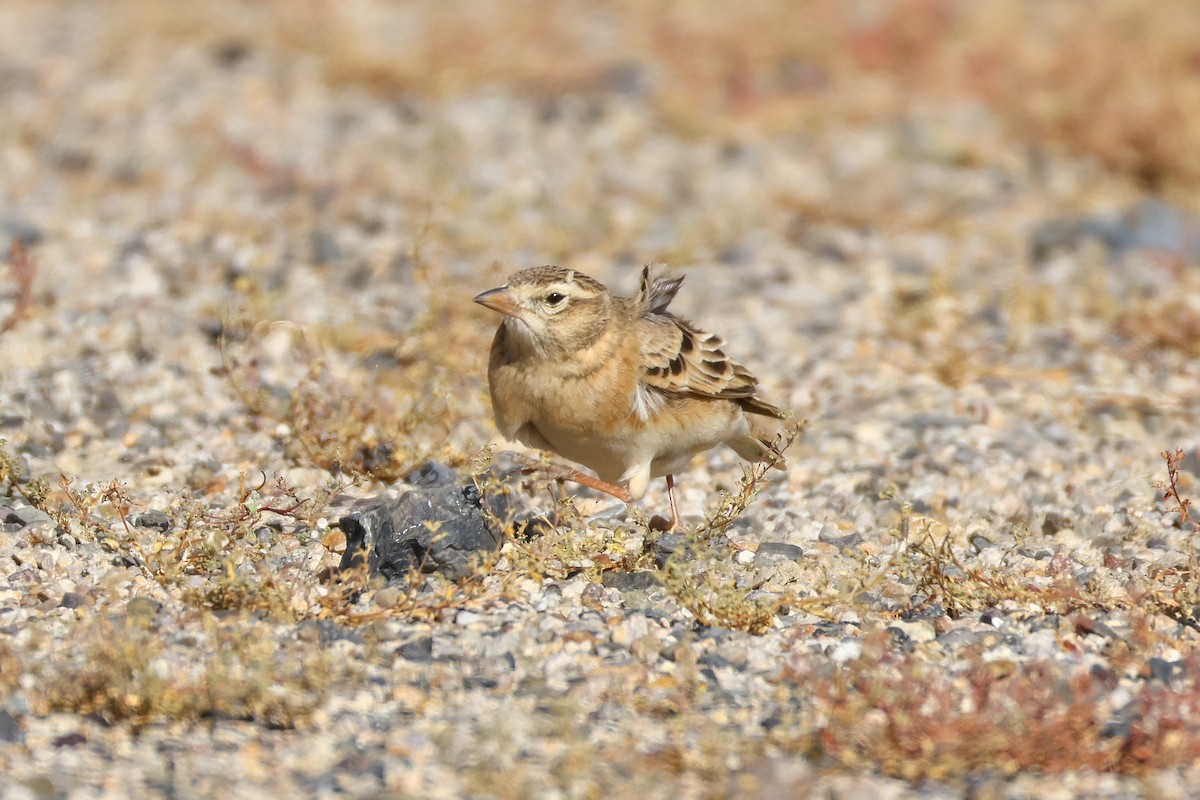 עפרונן קצר-אצבעות - ML646794631