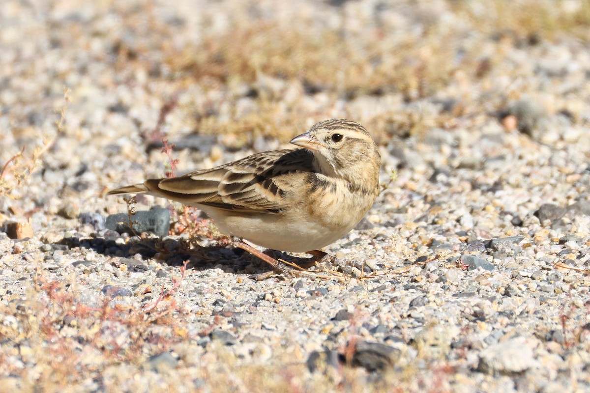 עפרונן קצר-אצבעות - ML646794632