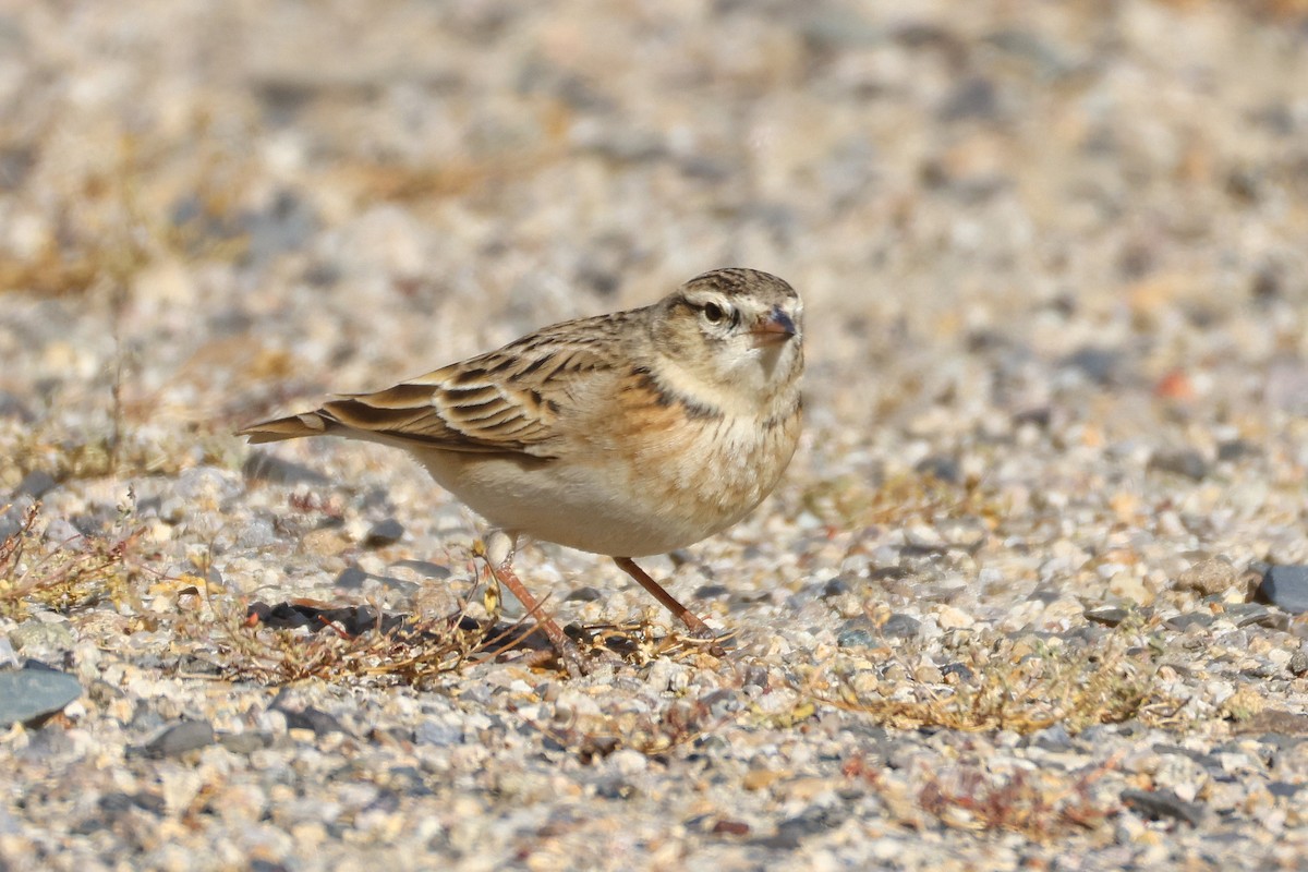 עפרונן קצר-אצבעות - ML646794633