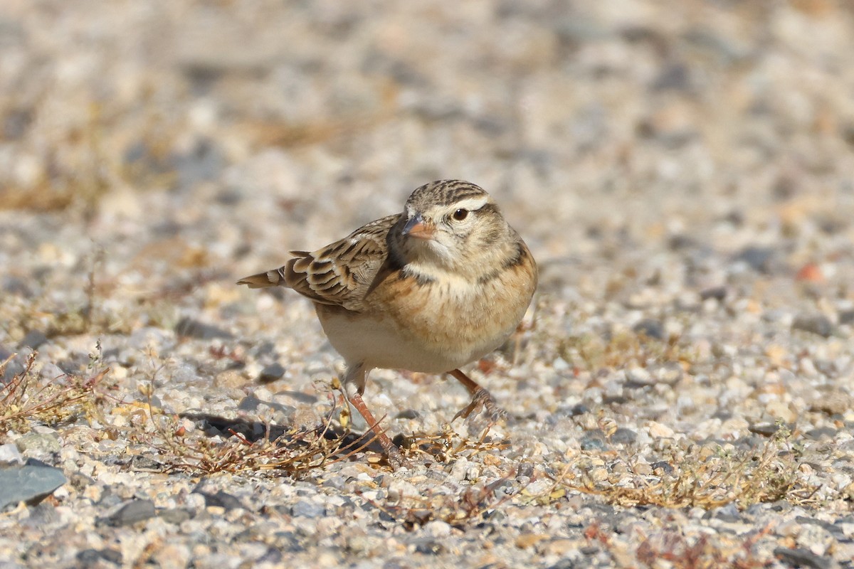 עפרונן קצר-אצבעות - ML646794634