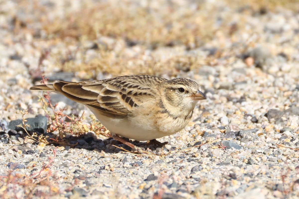 עפרונן קצר-אצבעות - ML646794635