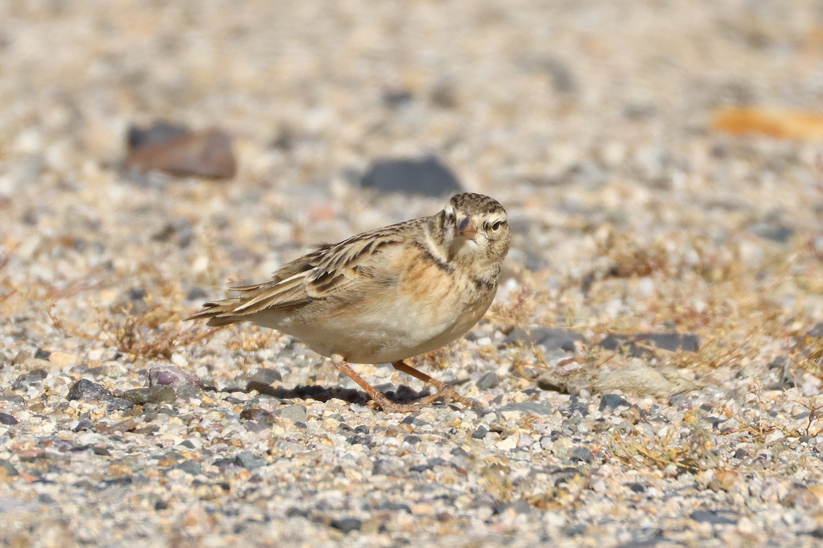 עפרונן קצר-אצבעות - ML646794636