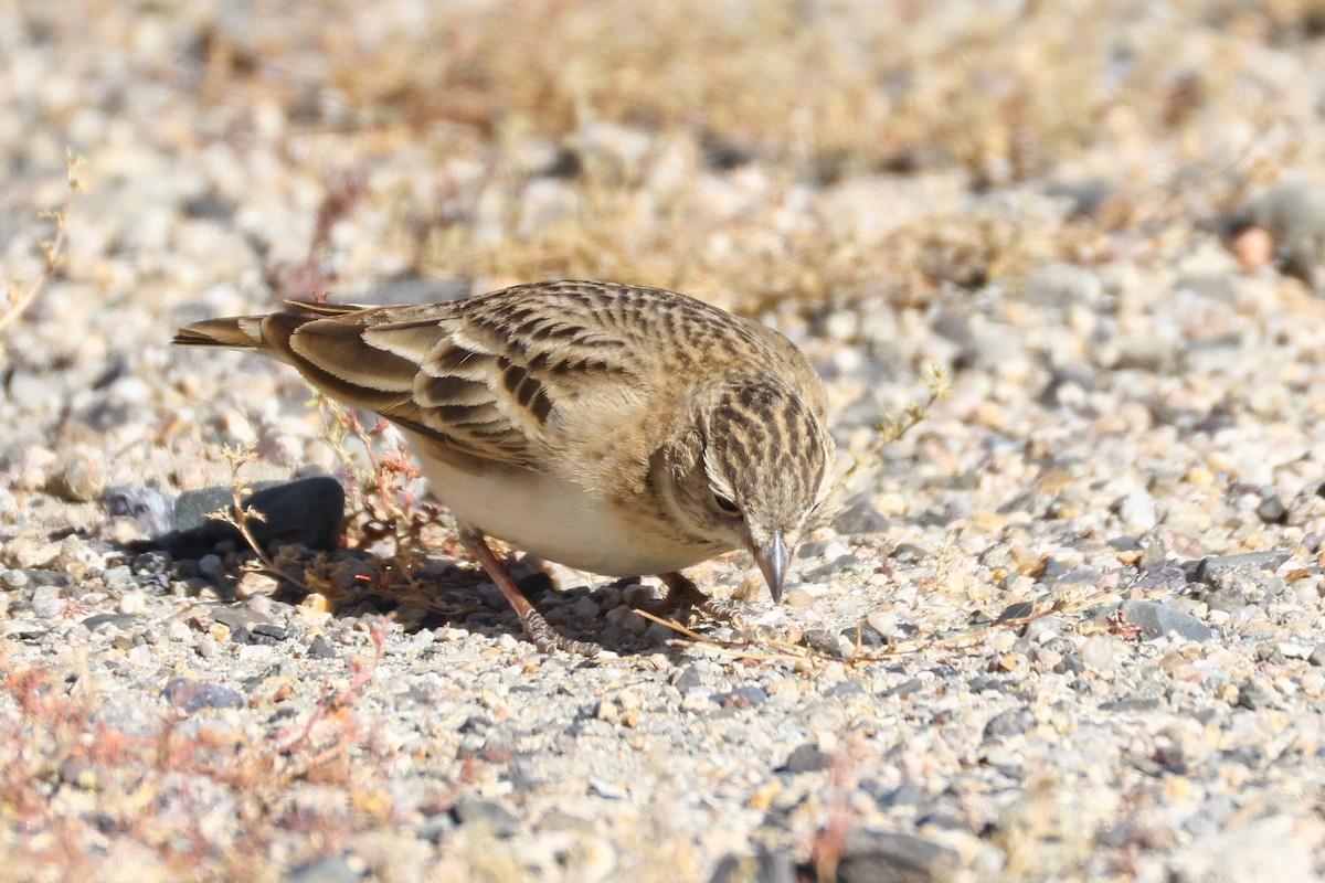 עפרונן קצר-אצבעות - ML646794637