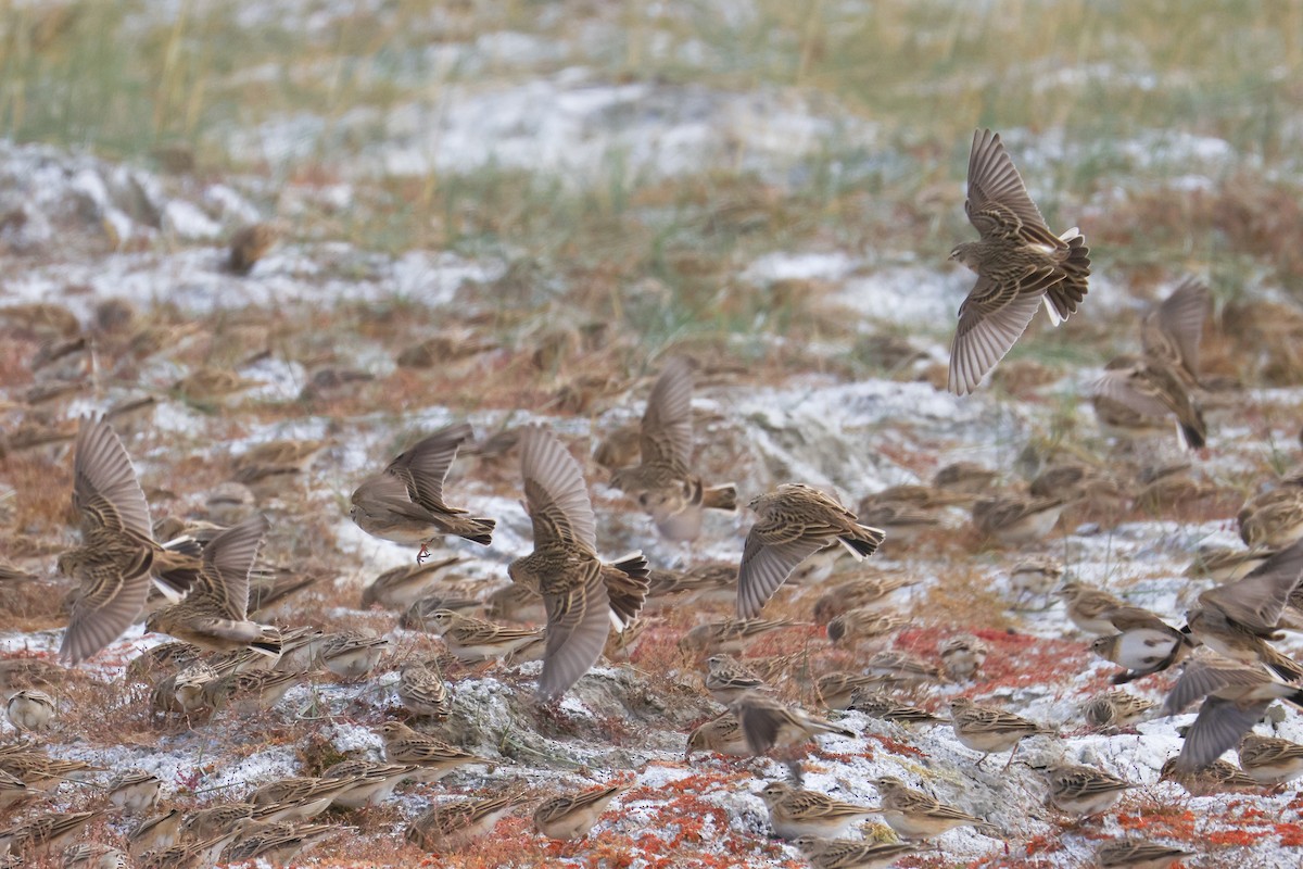 עפרונן קצר-אצבעות - ML646794638