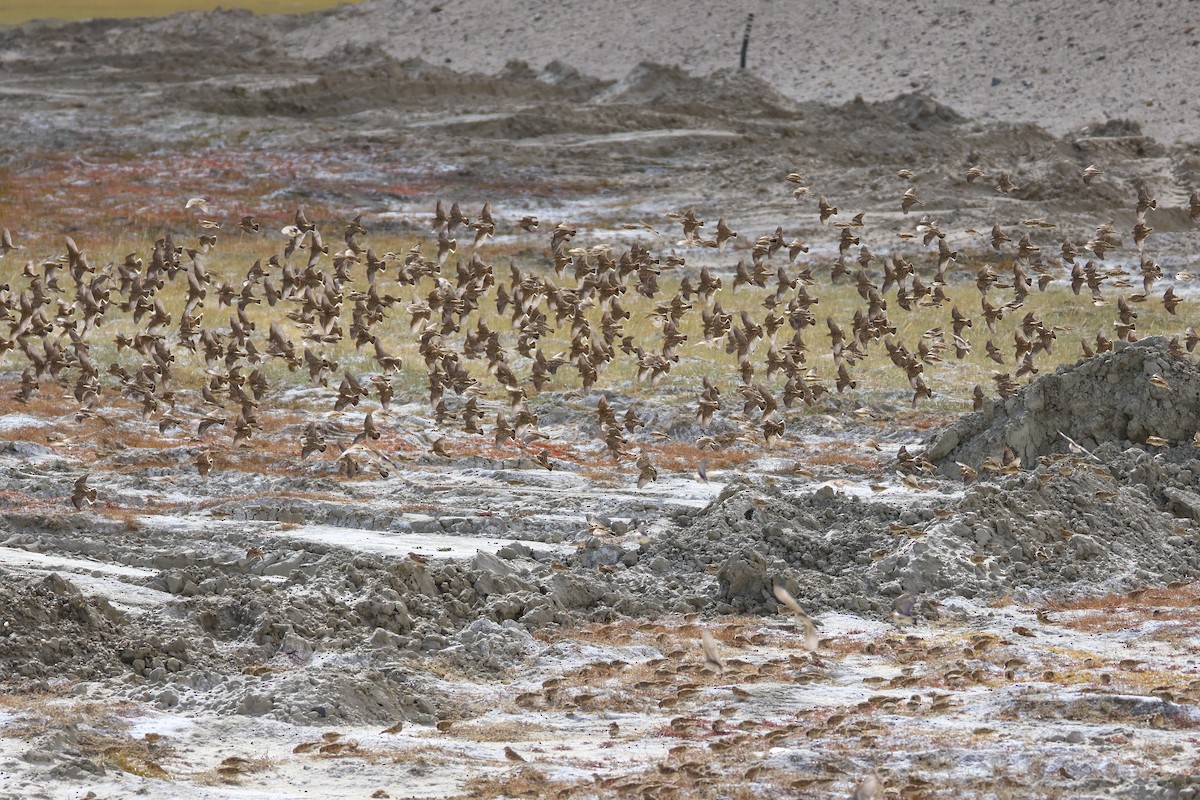 עפרונן קצר-אצבעות - ML646794639