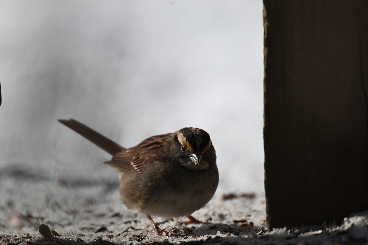 White-throated Sparrow - ML646794640