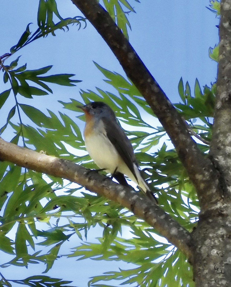 Red-breasted Flycatcher - ML646794642