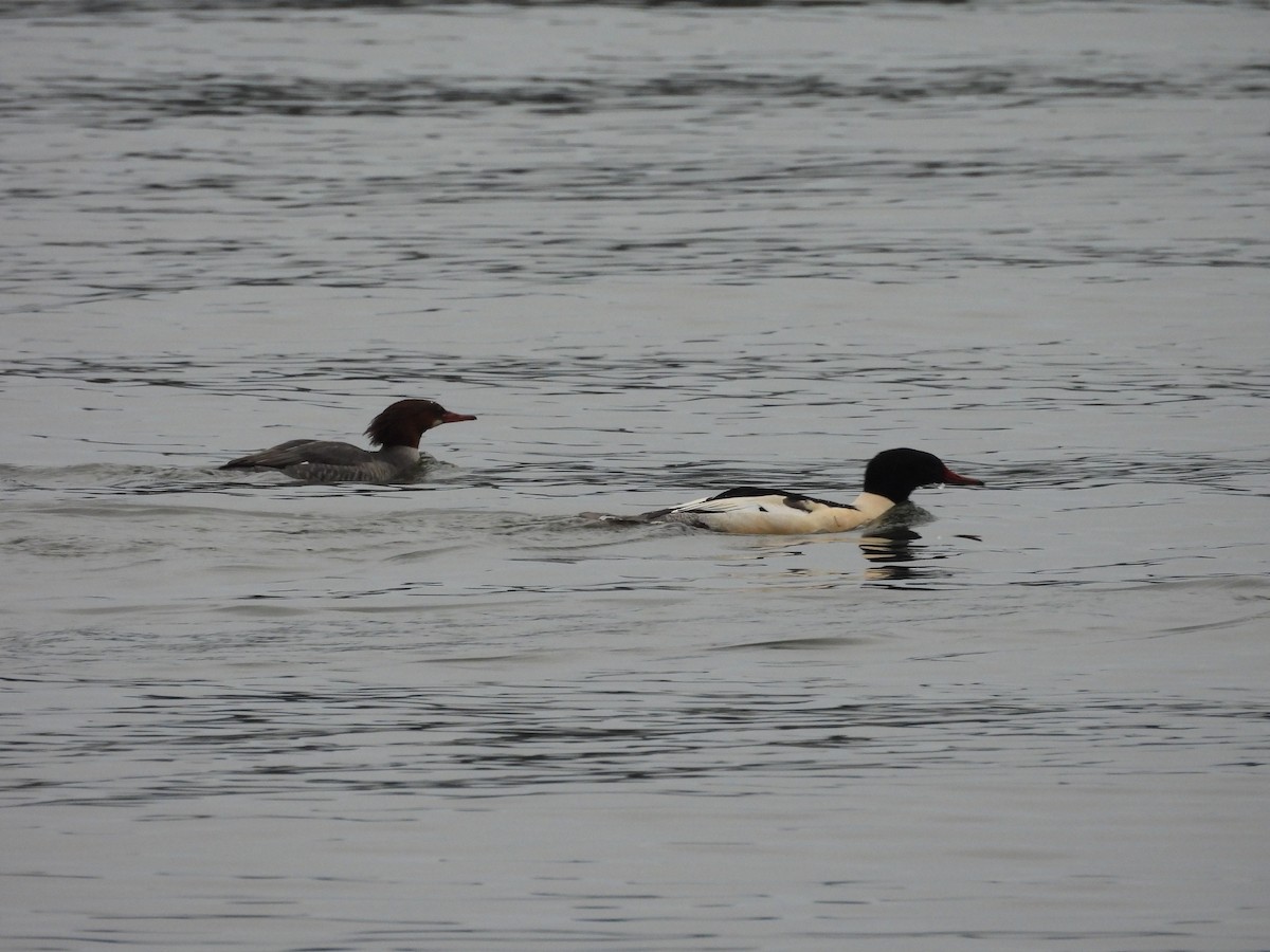 Крех великий - ML646794644