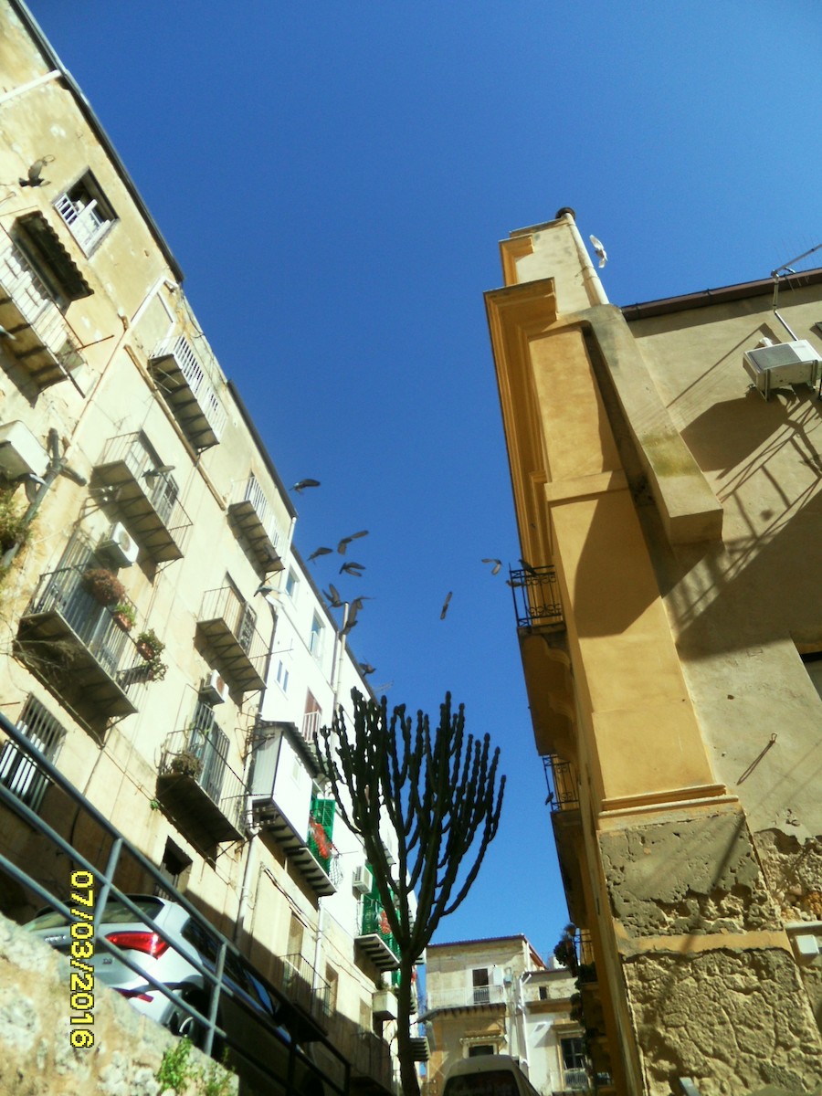 Голуб сизий (міський) - ML646794650