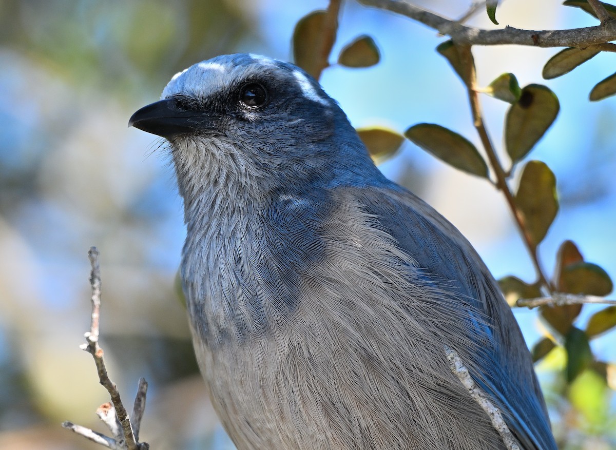 フロリダカケス - ML646794651