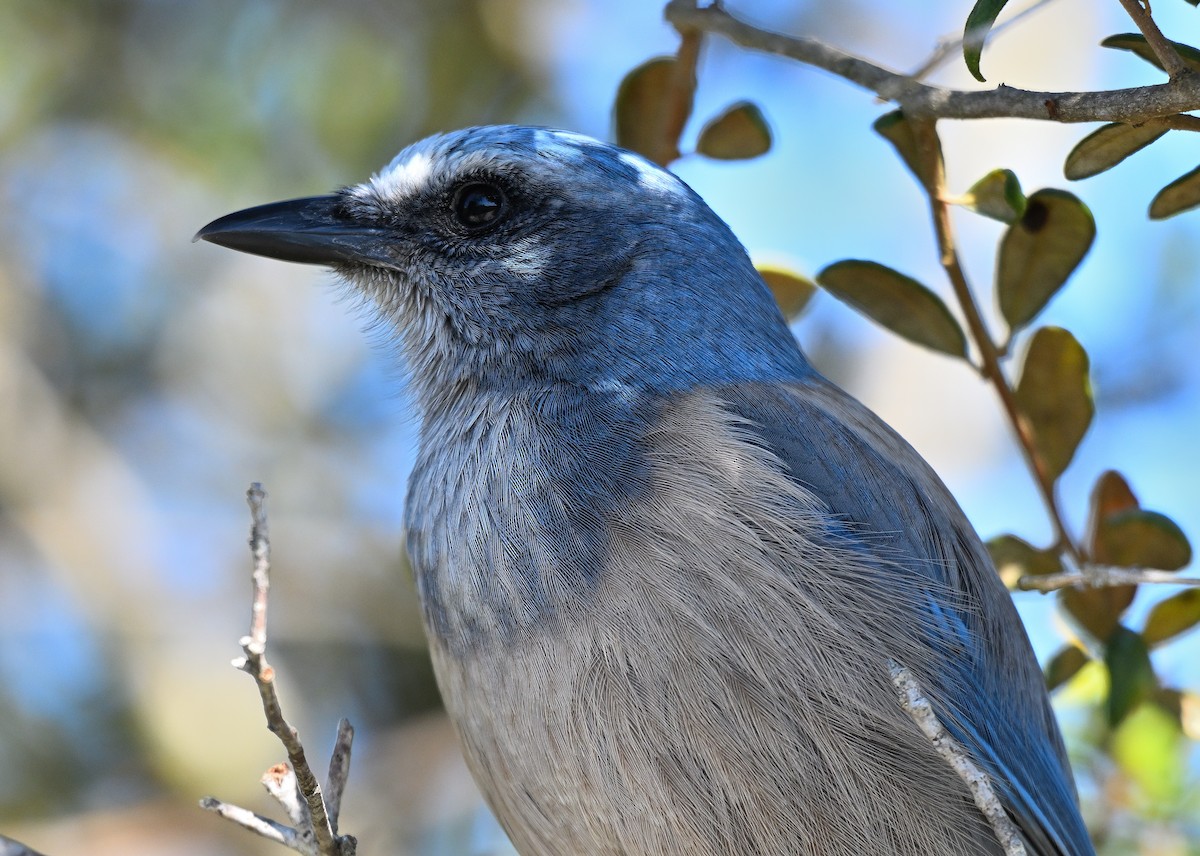 フロリダカケス - ML646794656