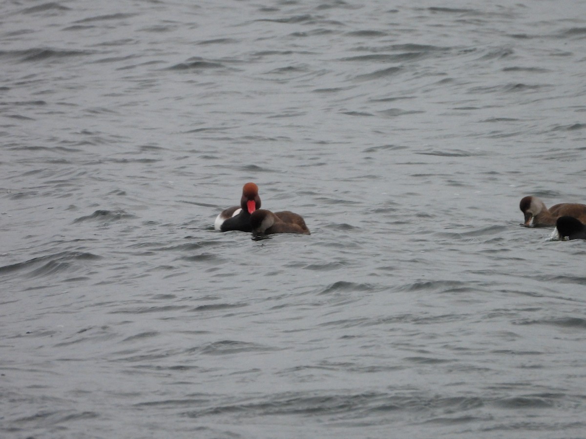 rødhodeand - ML646794658