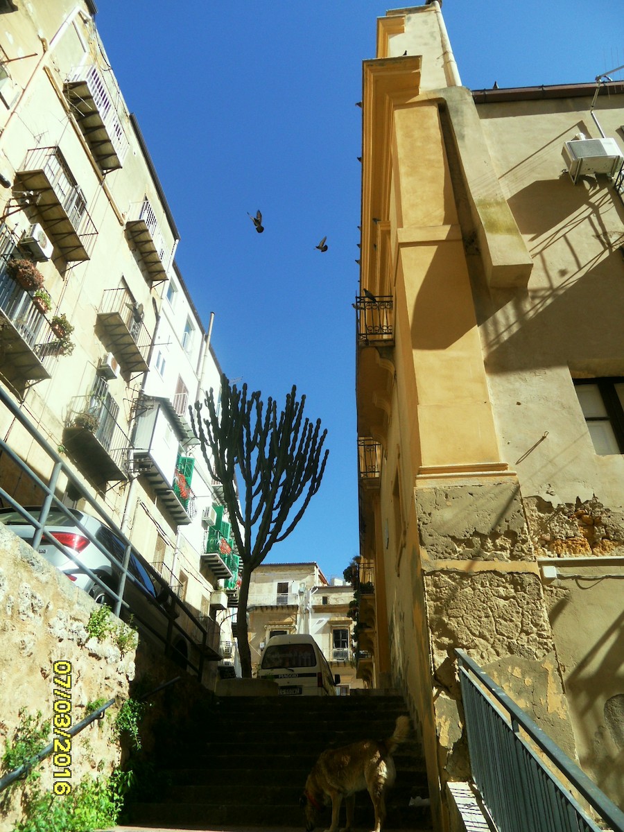 Голуб сизий (міський) - ML646794661