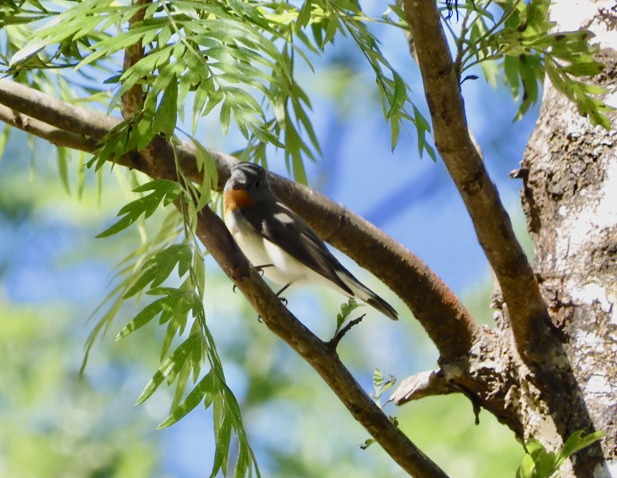 Red-breasted Flycatcher - ML646794662