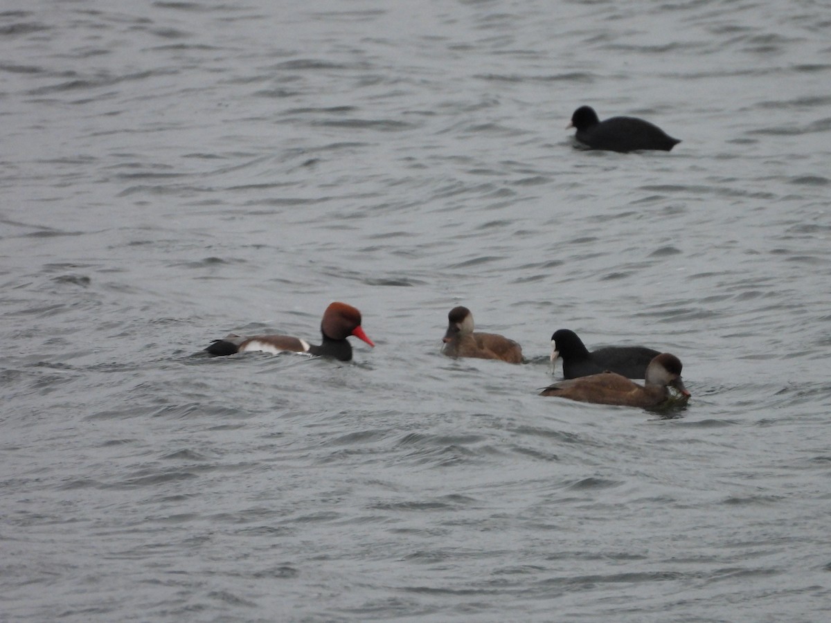 rødhodeand - ML646794663