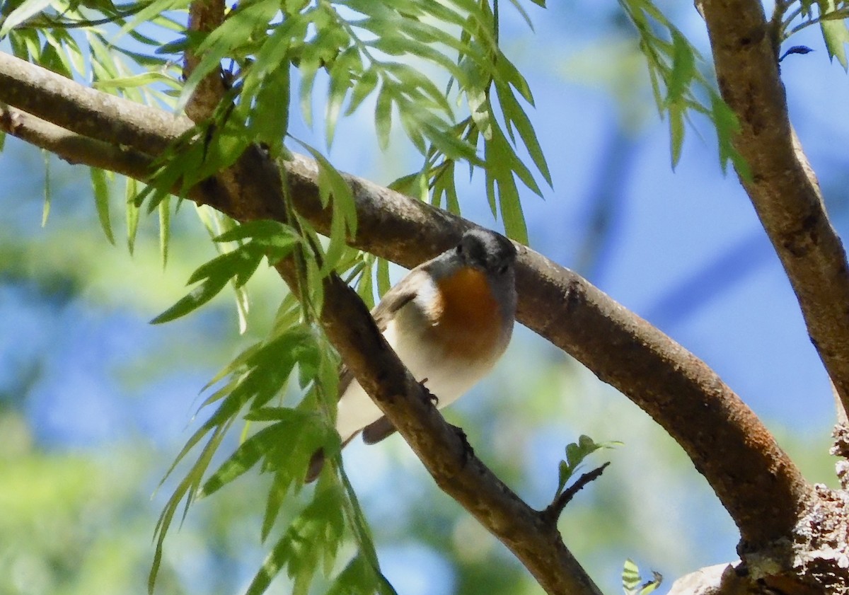 Red-breasted Flycatcher - ML646794668
